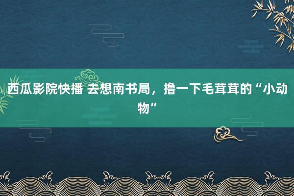 西瓜影院快播 去想南书局，撸一下毛茸茸的“小动物”